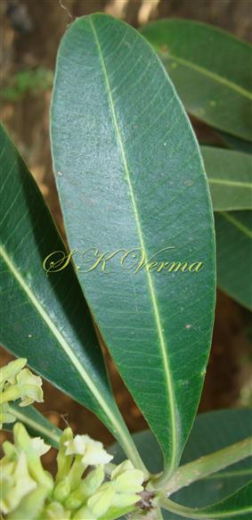  Leaf